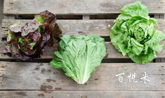 盤點最全做沙拉用到的蔬菜,這些蔬菜你都見過嗎?